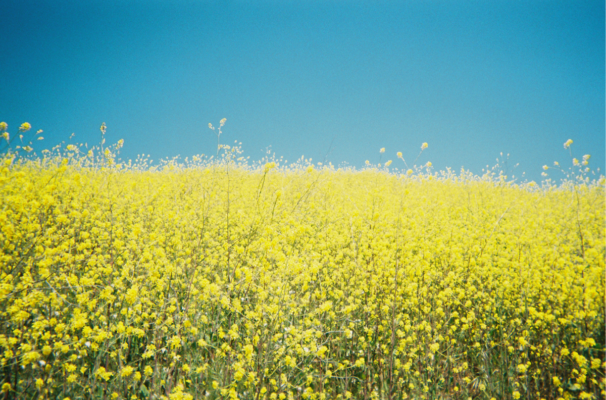 California Yellow