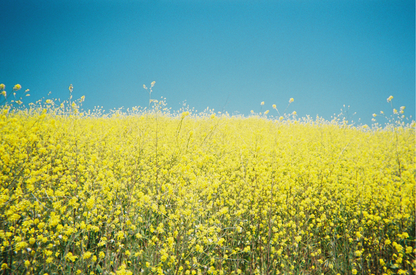 California Yellow